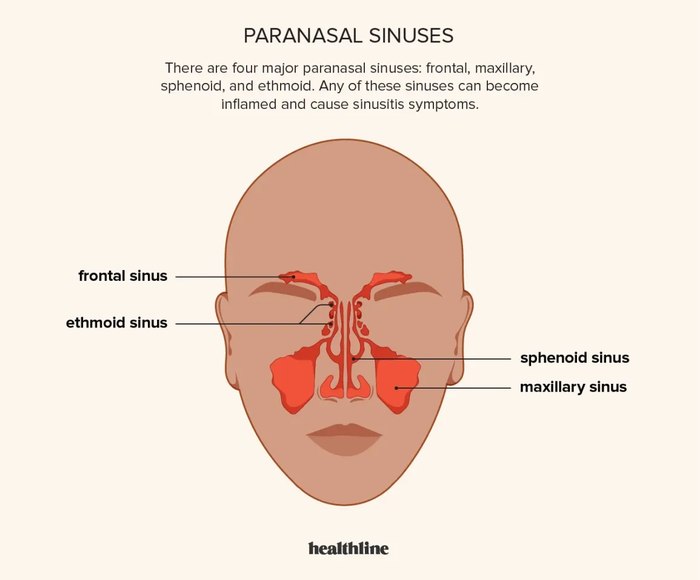 Diagram of the human ear anatomy, showing the structures of the outer ear (pinna, external auditory canal, eardrum), middle ear (malleus, incus, stapes, Eustachian tube), and inner ear (cochlea, semicircular canals, vestibular and cochlear nerves), along with surrounding tissues like the temporal bone and muscles